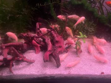 Albino corydoras beschikbaar voor biedingen