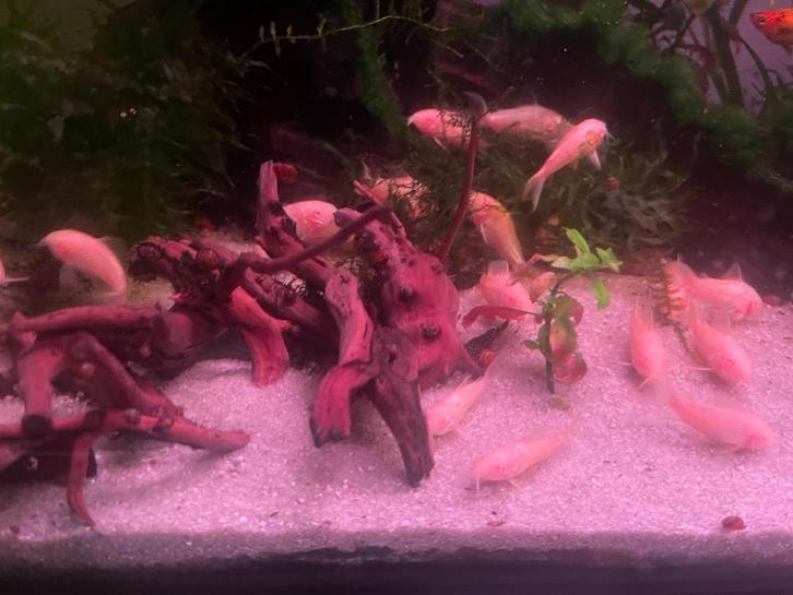 Albino corydoras, Dieren en Toebehoren, Vissen | Aquaria en Toebehoren, Ophalen
