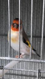 Chardonneret porteur Tête blanche, Animaux & Accessoires, Mâle, Domestique