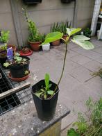 Vijgen boom, Tuin en Terras, Planten | Fruitbomen, Ophalen
