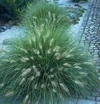 5 x pennisetum  hameln in 2 liter pot, Tuin en Terras, Ophalen, Vaste plant