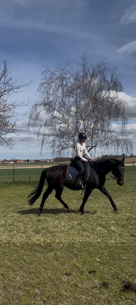Ruiter aangeboden, Dieren en Toebehoren, Paarden, Zadelmak
