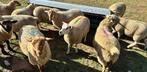 Rammen/ schapen, Dieren en Toebehoren