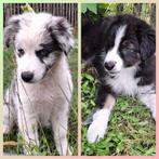 Raszuiver Australische herder pups, ouders getest, Dieren en Toebehoren, Honden | Herdershonden en Veedrijvers, België, Particulier