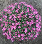 Chrysanten, Tuin en Terras, Planten | Tuinplanten, Ophalen
