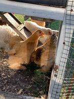 Cochin kriel, Dieren en Toebehoren, Pluimvee, Meerdere dieren, Kip