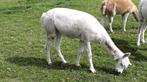 Alpaca te koop, Dieren en Toebehoren, Merrie