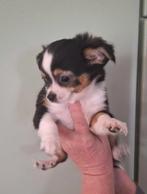 Chihuahua puppy, België, CDV (hondenziekte), 8 tot 15 weken, Eén hond