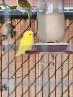 Jonge grasparkieten te koop