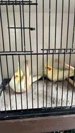 Koppel valkparkieten, Dieren en Toebehoren
