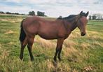 Quarter horse, Moins de 160 cm, Cheval western, Avec pedigree, Étalon