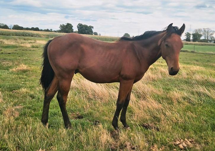 Quarter horse, Dieren en Toebehoren, Paarden, Hengst, Onbeleerd, Minder dan 160 cm, 0 tot 2 jaar, Westernpaard, Met stamboom, Gechipt