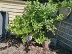 Planten in bloembakken dn potten, Ophalen