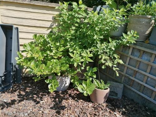 Planten in bloembakken dn potten, Tuin en Terras, Planten | Bomen, Ophalen