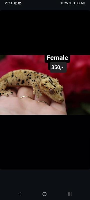 0.1 Proven Superdalmatian wimpergekko vrouw  beschikbaar voor biedingen