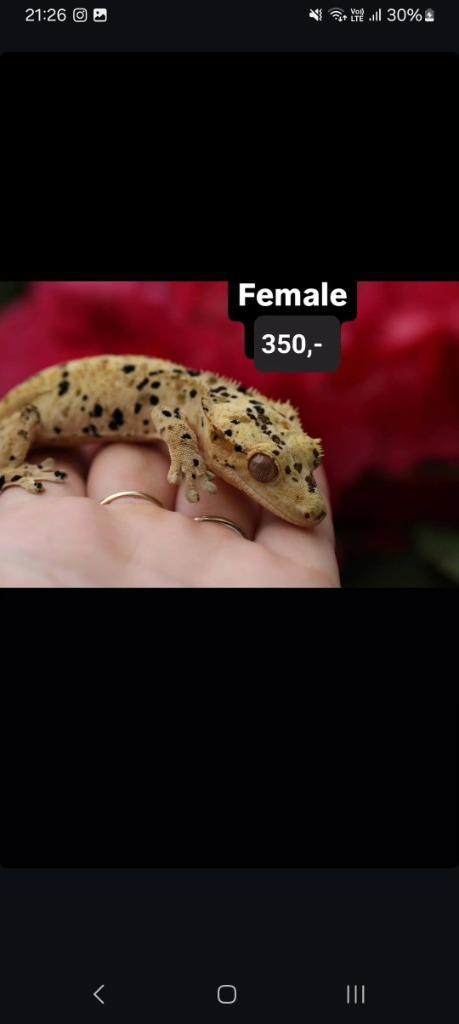 0.1 Proven Superdalmatian wimpergekko vrouw, Dieren en Toebehoren, Reptielen en Amfibieën, Hagedis, 3 tot 6 jaar, Tam