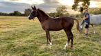 Poulain SBS, Dieren en Toebehoren, Paarden, Springpaard, Gechipt, 0 tot 2 jaar, Hengst