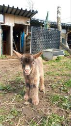 Lieve dwergeitjes, Dieren en Toebehoren, Schapen, Geiten en Varkens, Meerdere dieren, 0 tot 2 jaar, Geit