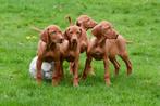 Vizsla pups te koop - Vader en moeder aanwezig, Dieren en Toebehoren, CDV (hondenziekte), Meerdere, 8 tot 15 weken, Meerdere dieren