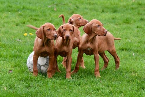 Vizsla pups te koop - Vader en moeder aanwezig, Dieren en Toebehoren, Honden | Setters en Staande honden, Meerdere dieren, Overige rassen