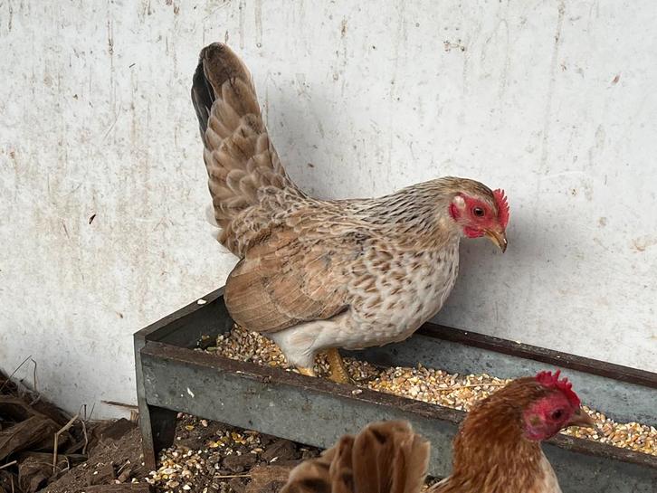 Serama, Animaux & Accessoires, Oiseaux | Oiseaux Autre