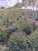 Sapins de Noël, picea omorika, picea abies, Jardin & Terrasse, Enlèvement ou Envoi