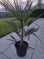 Trachycarpus fortunei Waaierplam, Tuin en Terras, Planten | Tuinplanten, Overige soorten, Volle zon, Vaste plant, Ophalen of Verzenden