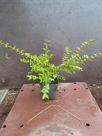 Lonicera maigrun, Ophalen