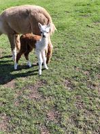 Prachtige bonte alpaca merrie met alpacahengstje aan de voet, Dieren en Toebehoren, September, Meerdere dieren