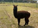 Alpaca’s &  Shetlander, Dieren en Toebehoren, Juli, Meerdere dieren