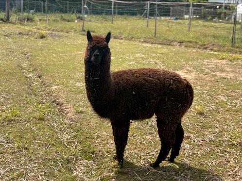 Alpaca’s &  Shetlander, Dieren en Toebehoren, Overige Dieren, Meerdere dieren, Juli