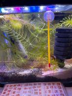 Guppy Endlers, Enlèvement, Comme neuf