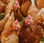 Legkippen, Dieren en Toebehoren, Pluimvee