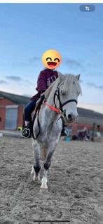 Poney Welsh B