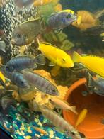 vıssen malawi, Dieren en Toebehoren, Vissen | Aquariumvissen