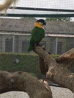 zwartkopcaique, Dieren en Toebehoren, Vogels | Parkieten en Papegaaien, Mannelijk, Papegaai, Geringd