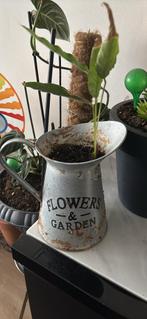 Plant with vintage pot, Ophalen