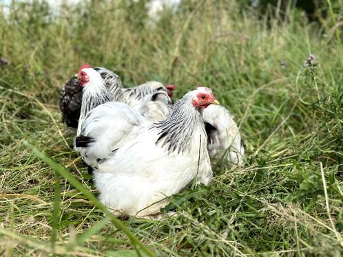 Cochin kriel kippen Wit-Zwart Columbia, gesekst en ingeënt, Dieren en Toebehoren, Pluimvee, Kip, Vrouwelijk