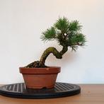 Pinus pentaphylla bonsai, In pot, Minder dan 100 cm, Overige soorten, Volle zon