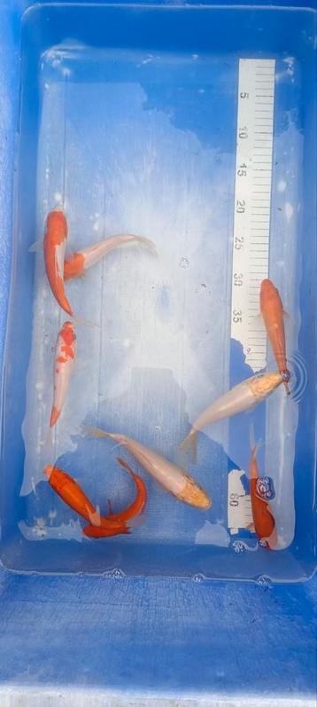 Nakweek van echte Japanse koi's 16-20cm  beschikbaar voor biedingen