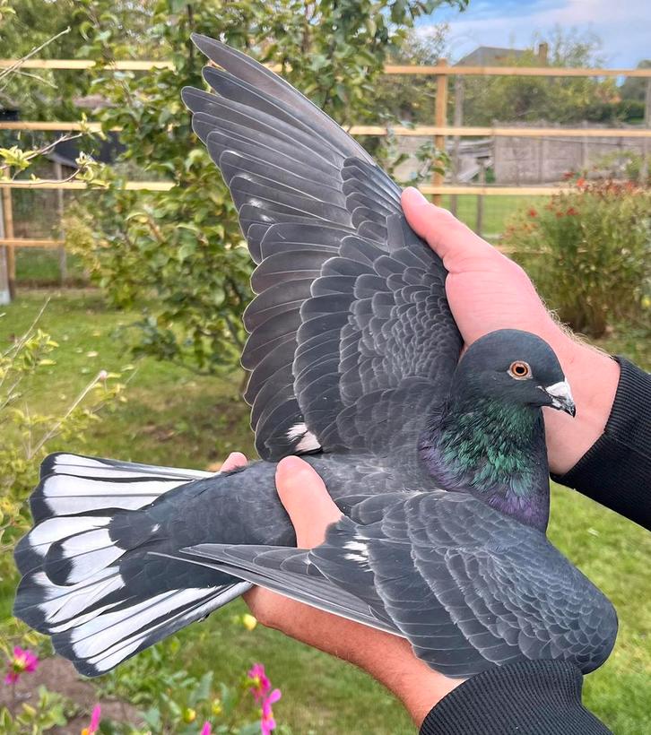 Kleurpostduif doffer, Dieren en Toebehoren, Vogels | Duiven, Postduif, Meerdere dieren