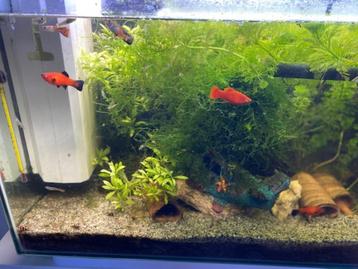 superfish home 65 met origineel kastje, Dieren en Toebehoren, Ophalen, Zo goed als nieuw, Gevuld zoetwateraquarium
