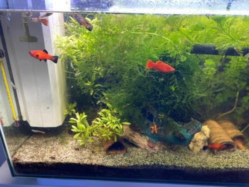 superfish home 65 met origineel kastje, Dieren en Toebehoren, Vissen | Aquaria en Toebehoren, Zo goed als nieuw, Gevuld zoetwateraquarium