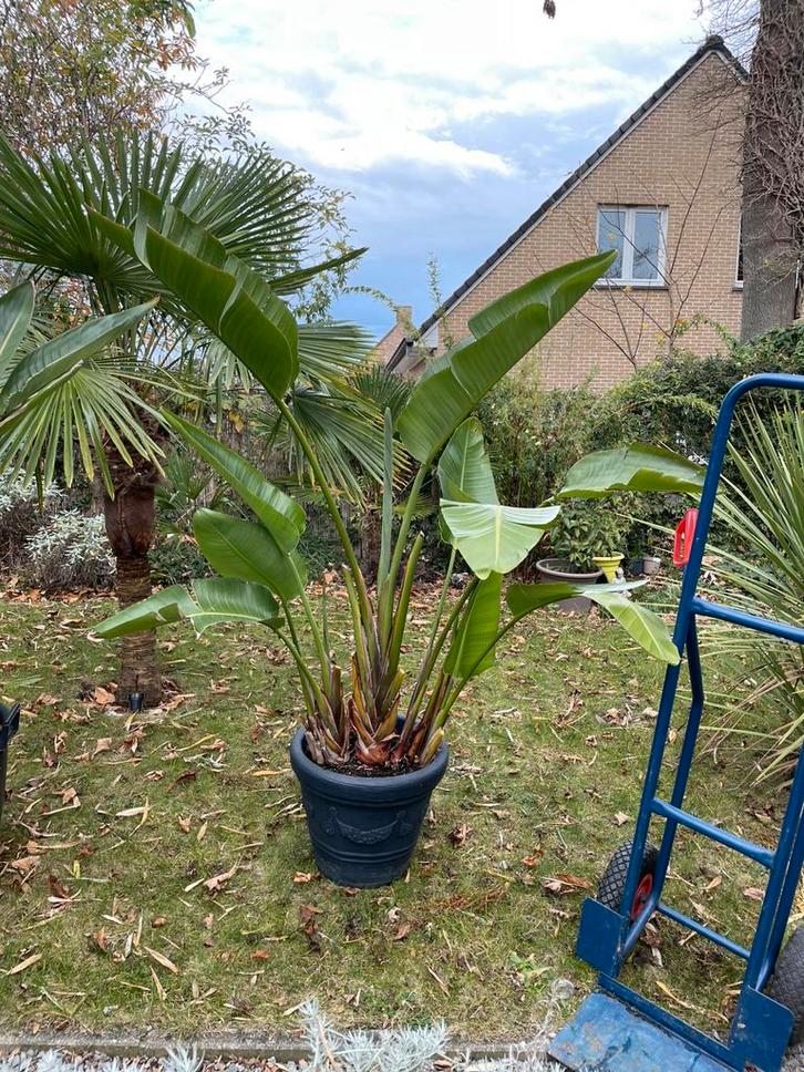 Strelitzia nicolai XL (paradijsvogelplant), Huis en Inrichting, Kamerplanten, Overige soorten, 150 tot 200 cm, Groene kamerplant