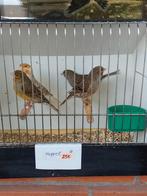 Kanaries, Dieren en Toebehoren