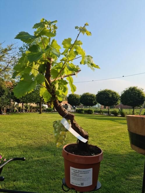 Druivelaar Vitis Vinifera 'Italia' Bonsai, Jardin & Terrasse, Plantes | Arbres fruitiers, Enlèvement