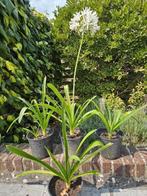 Agapanthus wit, Ophalen
