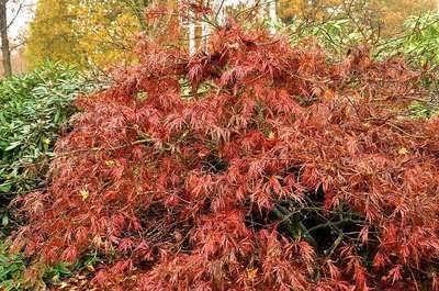 Acer palmatum "Garnet", Jardin & Terrasse, Plantes | Jardin, Enlèvement