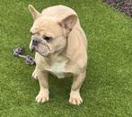 Frans bulldog teefje 2 j herplaatser, België, Fokker | Hobbymatig, 1 tot 2 jaar, Teef