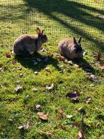 2 konijnen + dubbelhok + eten/hooi + transportbakje, Dieren en Toebehoren, Mannelijk, Middelgroot, 3 tot 5 jaar